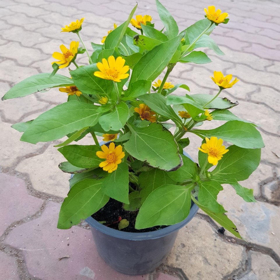 Cây cúc mặt trời bầu đất